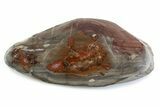Polished Devil's Red Agate Slab - TeePee Canyon, South Dakota #373411-2